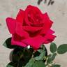 New Yorker rose photo