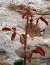 Perle Noire ® rose photo
