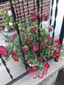 Red Drift ® rose photo