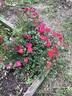 Red Drift ® rose photo