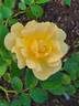Bill Reid rose photo