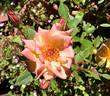 Suntan Beauty ™ rose photo