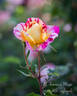 All American Magic ™ rose photo