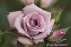 Scentsational ™ rose photo