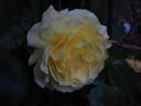 Lichtkönigin Lucia rose photo