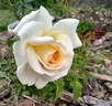 Moonsprite rose photo