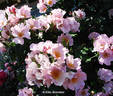 Puanani rose photo