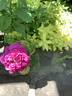 Duc de Guiche rose photo