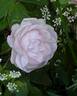 Alfred de Dalmas rose photo