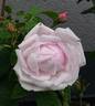 Lady Stuart rose photo
