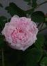 Lady Stuart rose photo