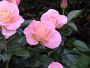 Kiwi Charm rose photo