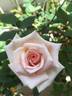 Sweet Melody rose photo