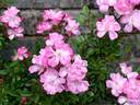 Claire Jolly rose photo