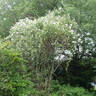 <i>Rosa multiflora</i> rose photo