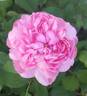 Sidonie rose photo
