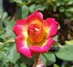 Wanderlust rose photo
