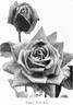 Francis Scott Key rose photo