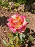 Neue Revue ® rose photo