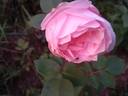 Comtesse de Barbantane rose photo