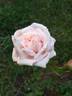 Earl of Eldon rose photo