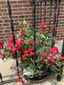 Red Drift ® rose photo