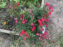 Red Drift ® rose photo