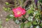 Never Alone rose photo