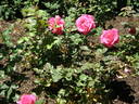 Hi Neighbor rose photo