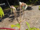 <i>Rosa leschenaultiana</i> (Redouté rose photo