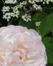 Alfred de Dalmas rose photo