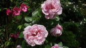Gerbe Rose rose photo