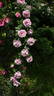 Gerbe Rose rose photo