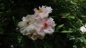 Venusta Pendula rose photo