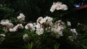 Venusta Pendula rose photo