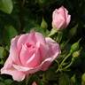 Prairie Joy rose photo
