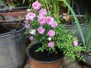 Sweet Fairy rose photo