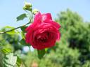 Moja Mecta rose photo