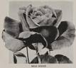 Billy Boiler rose photo