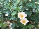 Dacia’s Dream rose photo