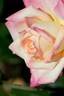 Hisami rose photo