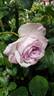 Nicole Carol Miller ™ rose photo