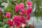 Super Dorothy rose photo