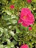 Kordesii rose photo