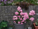 Claire Jolly rose photo