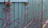Amadis rose photo