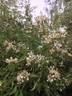 R. watsoniana rose photo