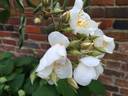 R. brunonii rose photo