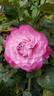 Paradise Found ™ rose photo