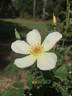 Lemon Zen rose photo